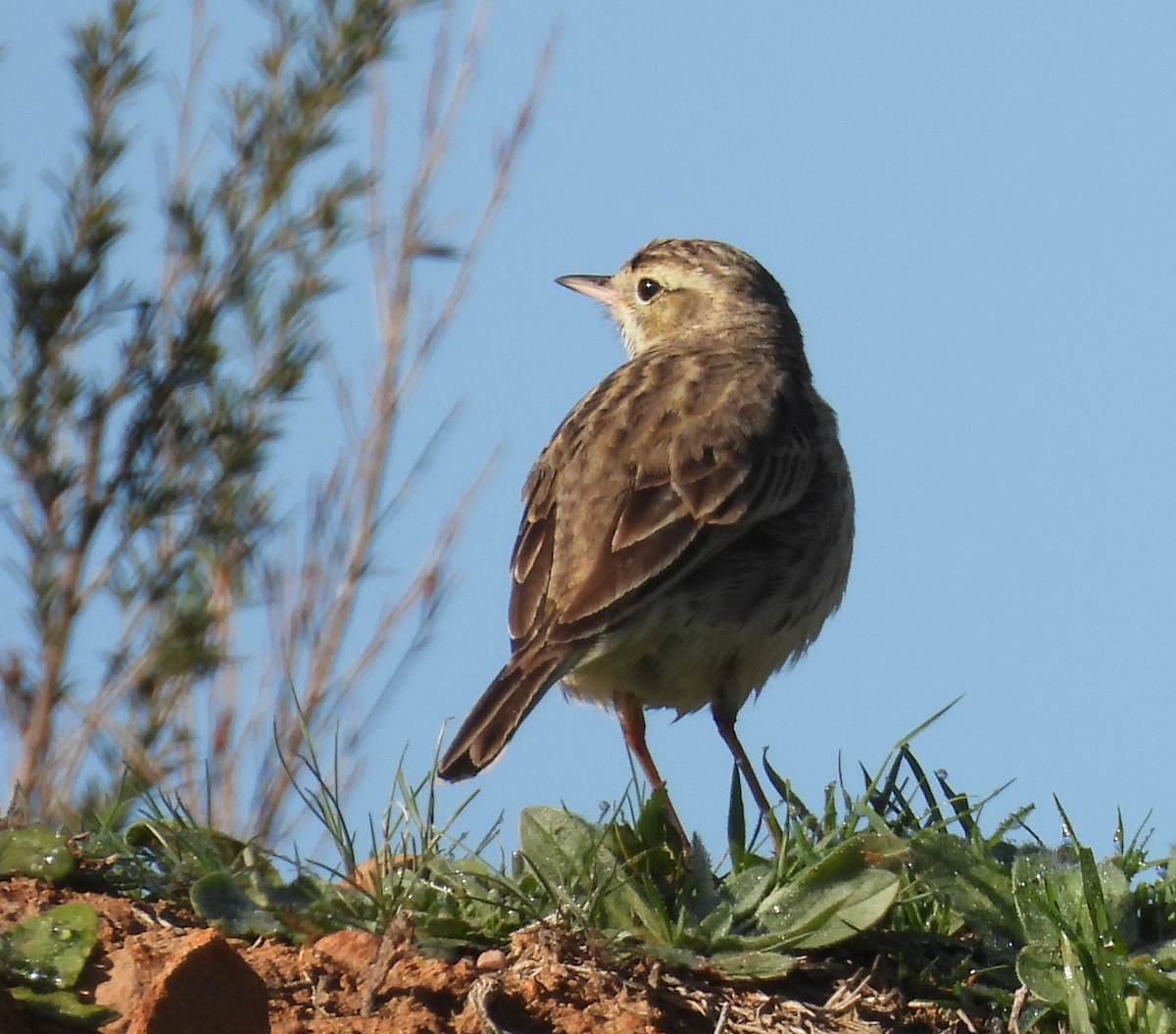Australian Pipit - ML641837162