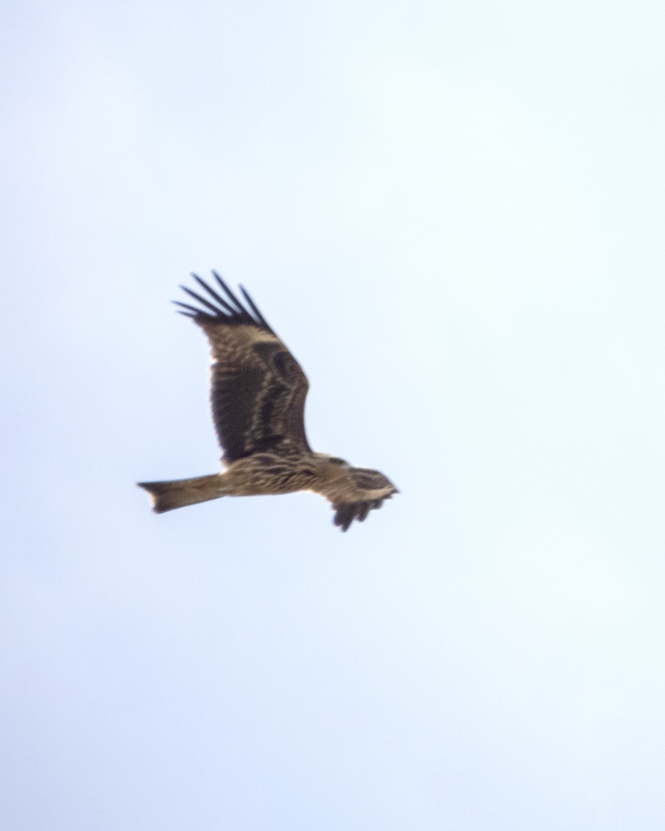 luňák hnědý - ML641837198