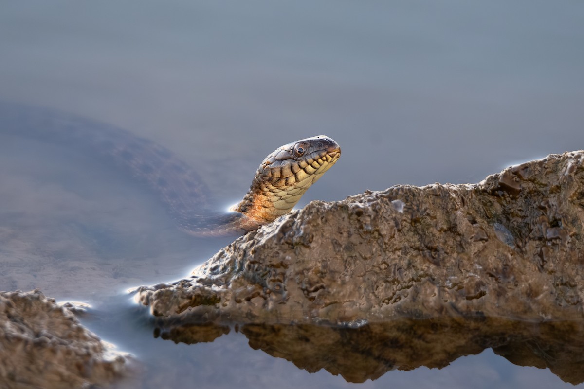 Tessellated Water Snake - ML641837200
