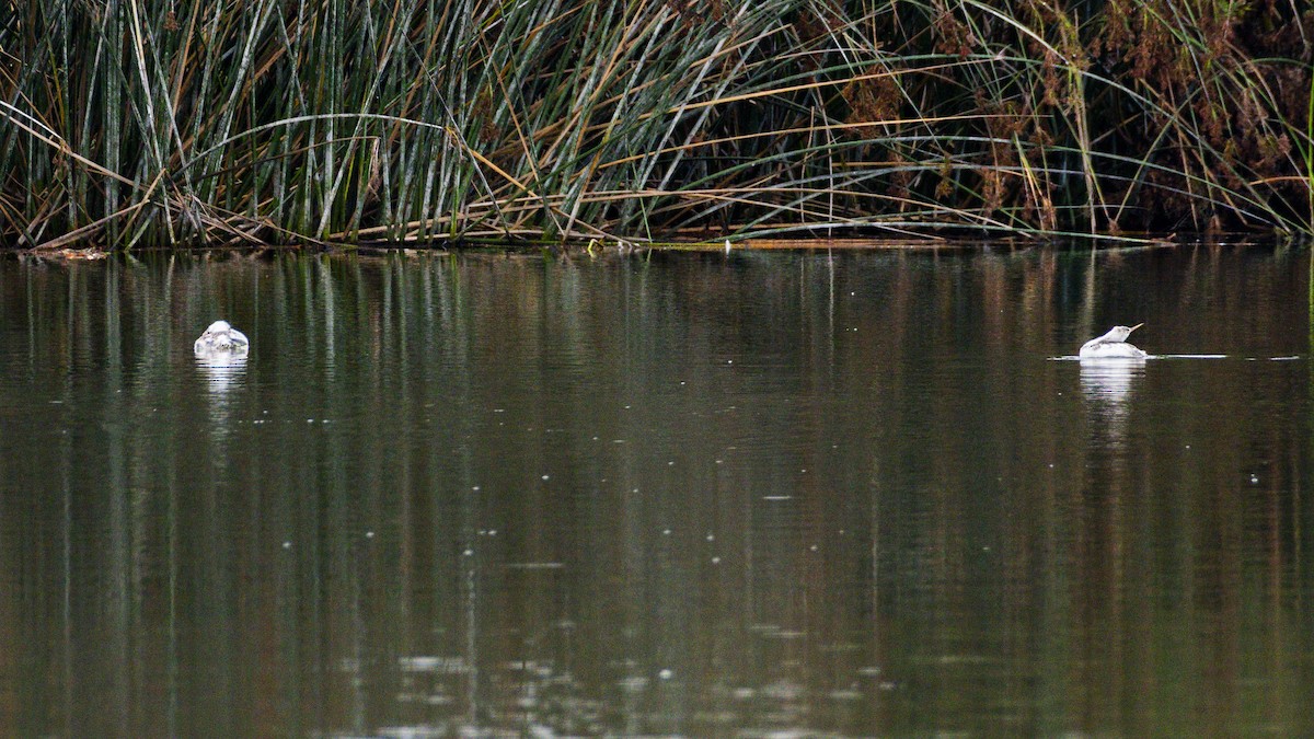 Clark's Grebe - ML641837215