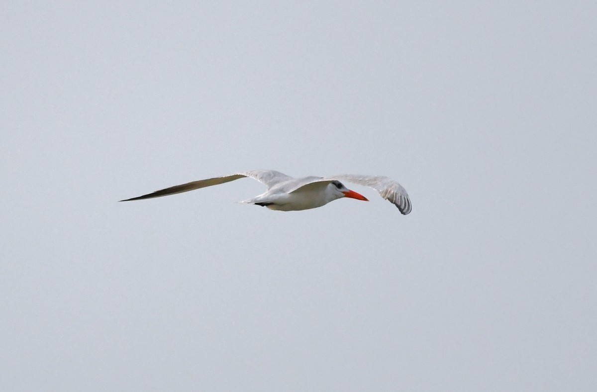 rybák velkozobý - ML641837231