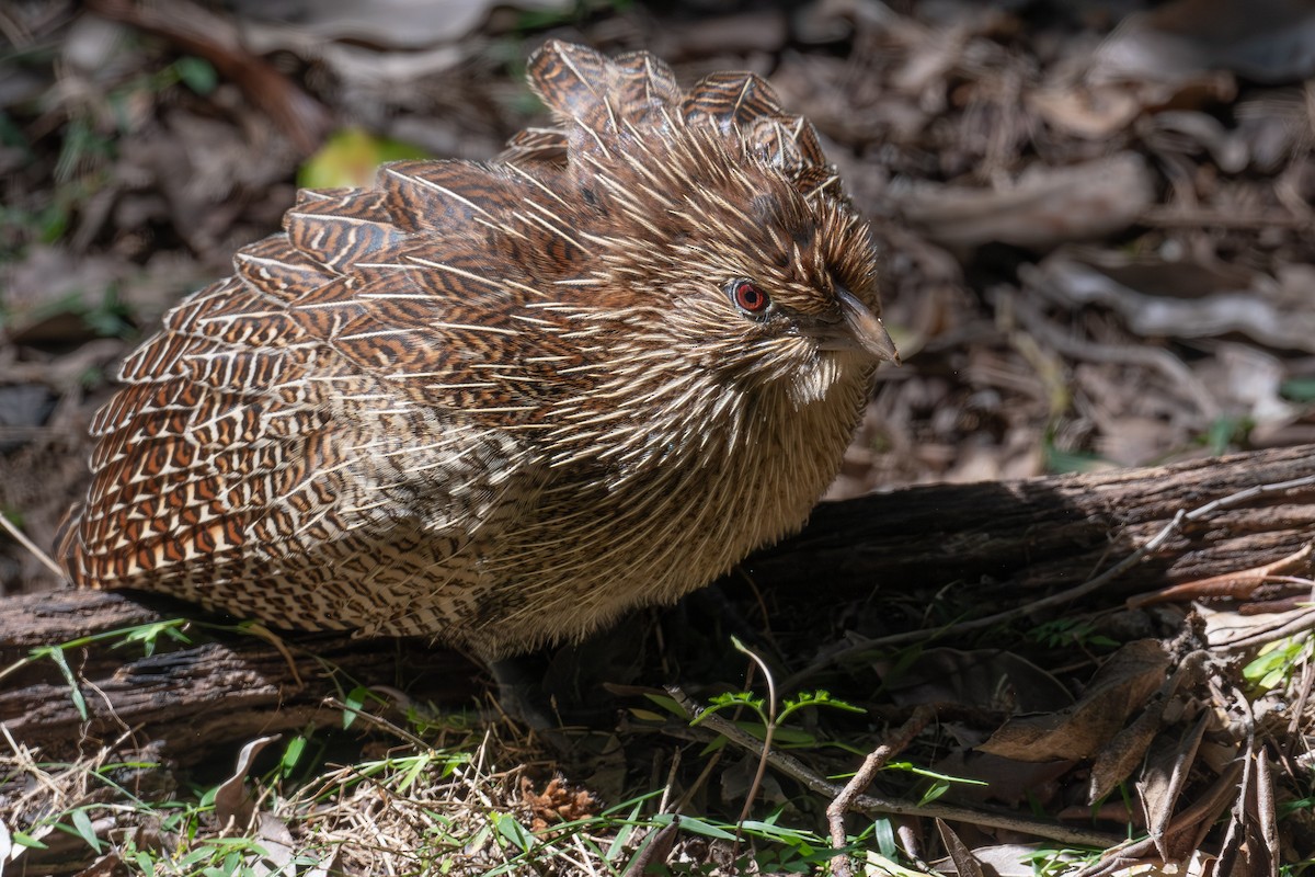 Pheasant Coucal - ML641837265
