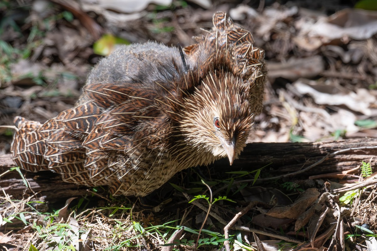 Pheasant Coucal - ML641837266