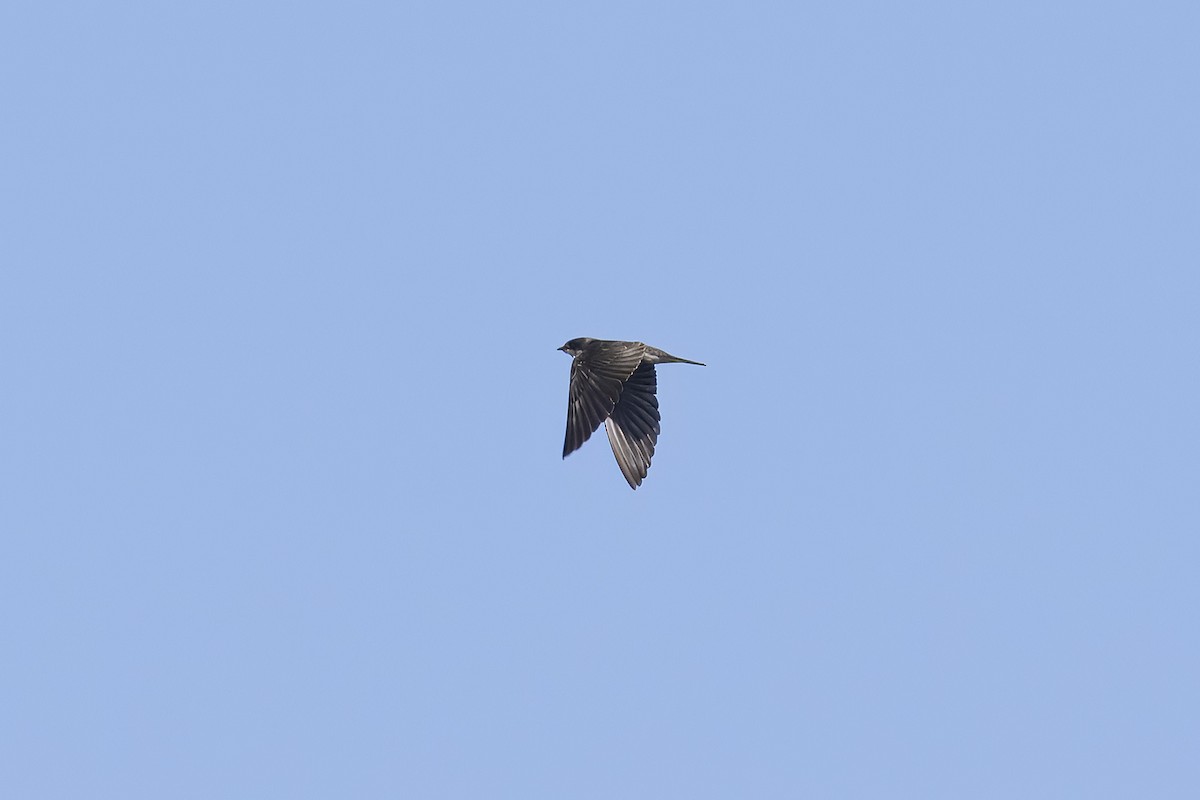 Banded Martin - ML641837268