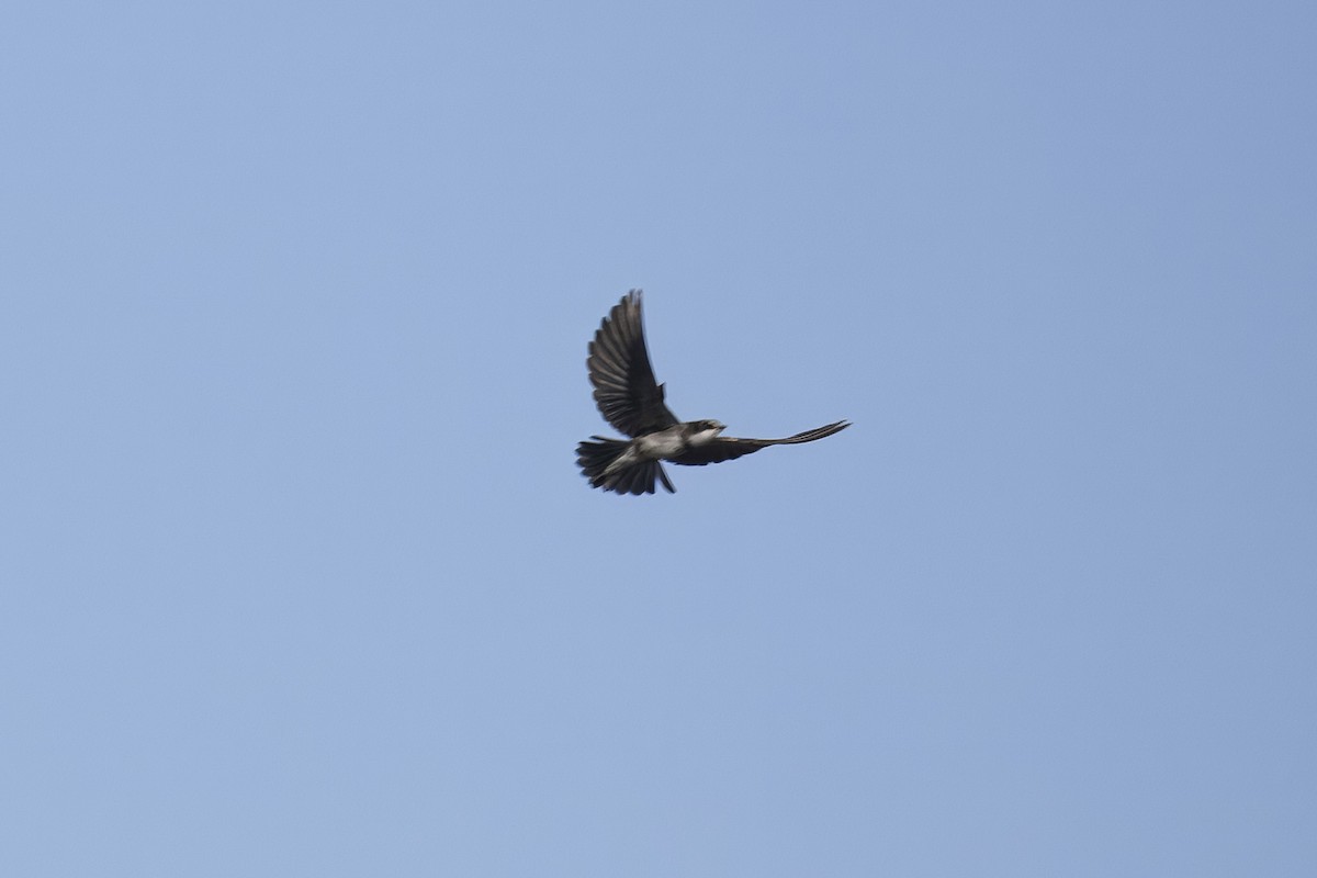 Banded Martin - ML641837271