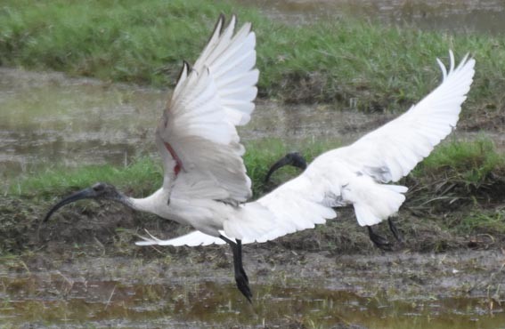 Black-headed Ibis - ML641837301
