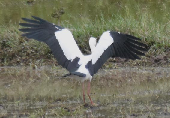 Asian Openbill - ML641837317