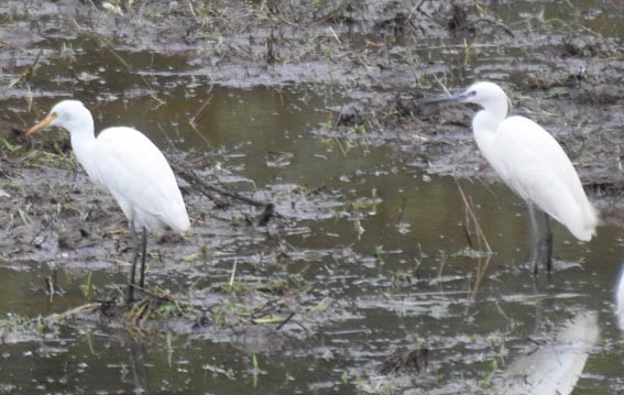 Eastern Cattle-Egret - ML641837318