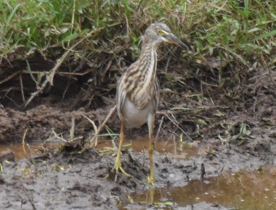Indian Pond-Heron - ML641837321