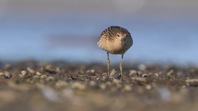 Ruff - ML641837322