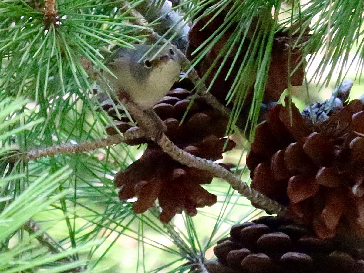 Western Subalpine Warbler - ML641837325