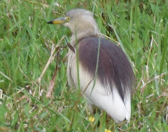 Indian Pond-Heron - ML641837327