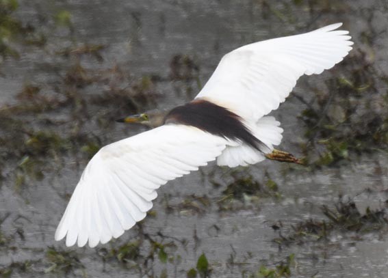 Indian Pond-Heron - ML641837331