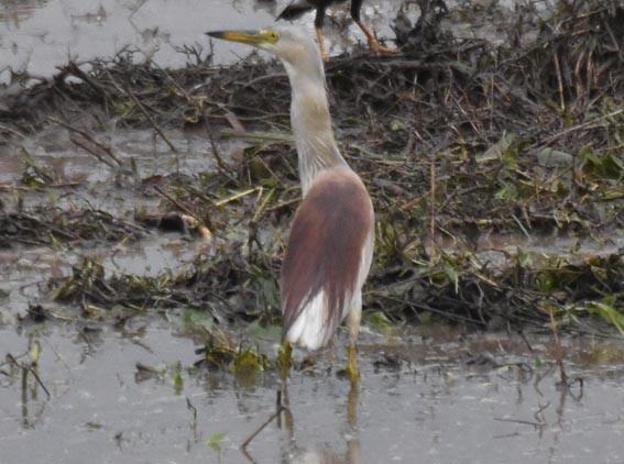Indian Pond-Heron - ML641837332