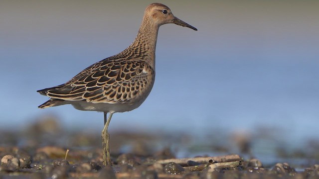 Ruff - ML641837333