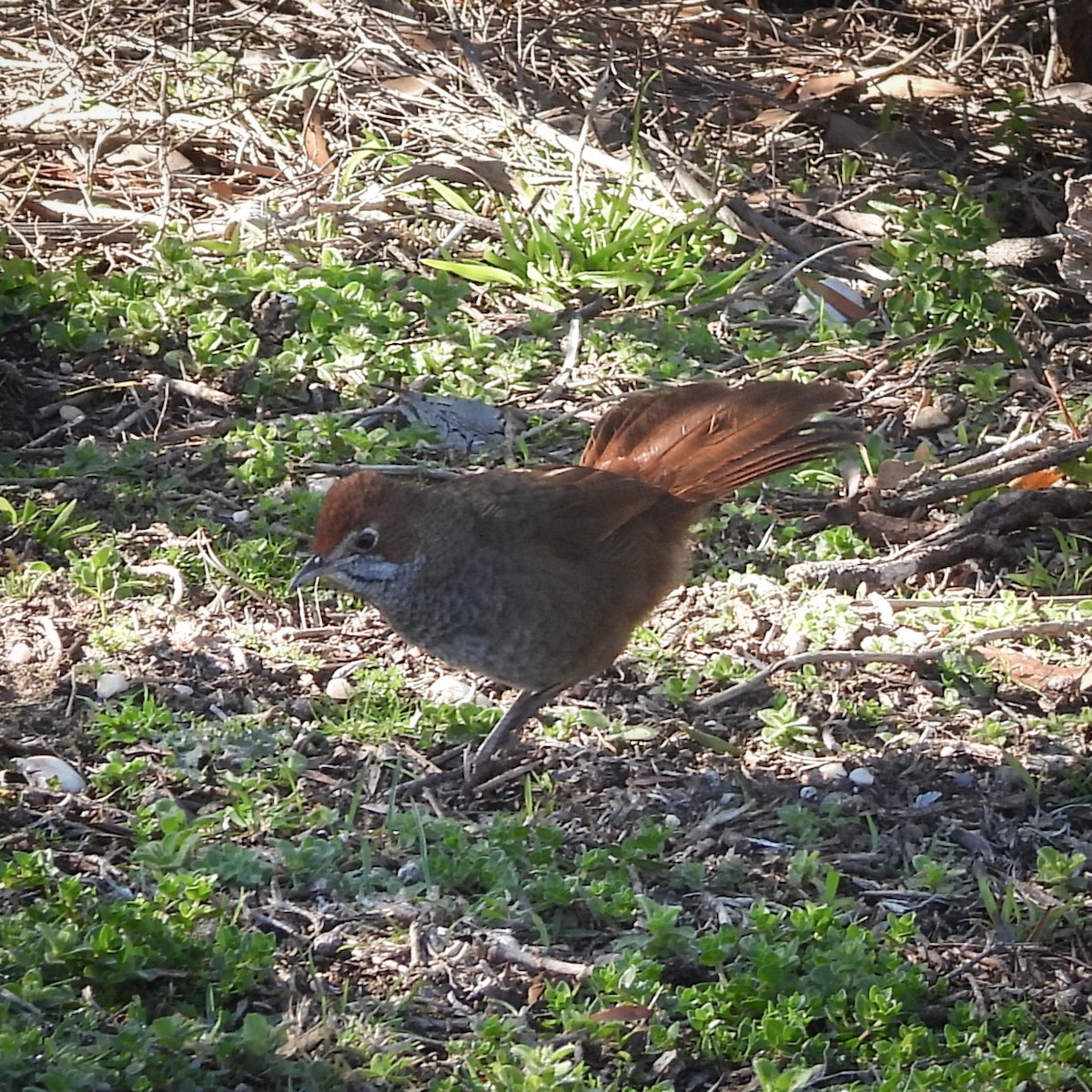 Rufous Bristlebird - ML641837339