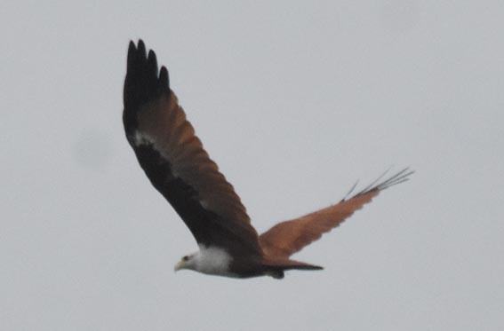 Brahminy Kite - ML641837364
