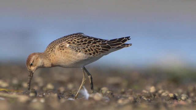 Ruff - ML641837368