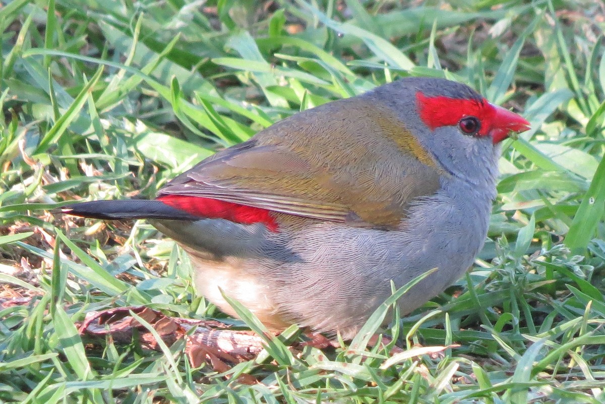 フヨウチョウ - ML641837378
