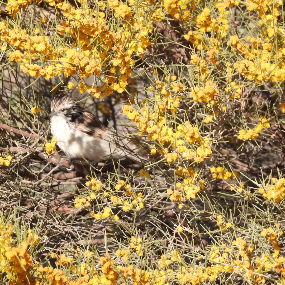 Striped Honeyeater - ML641837397