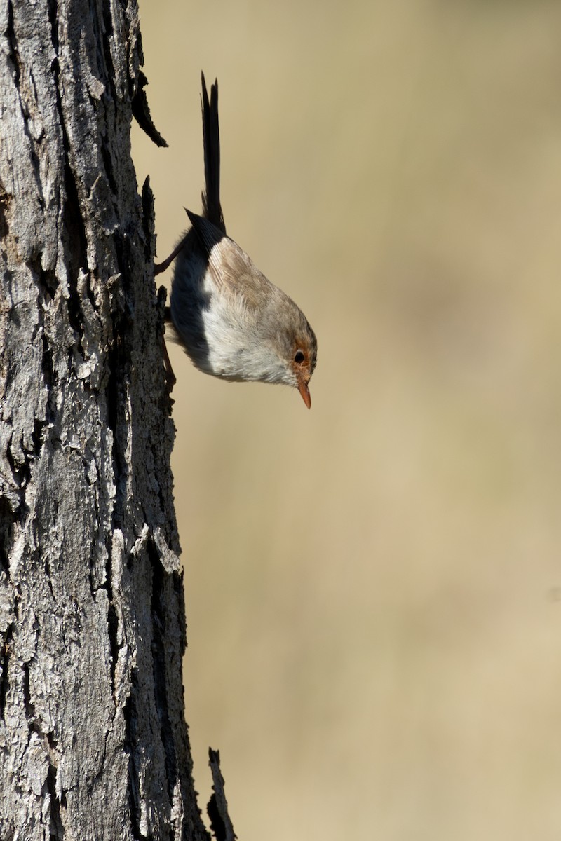 Superb Fairywren - ML641837416