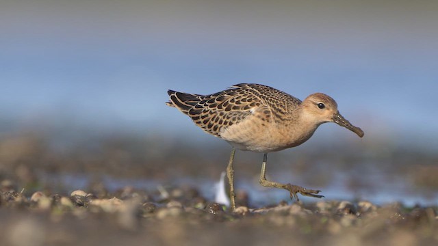 Ruff - ML641837429