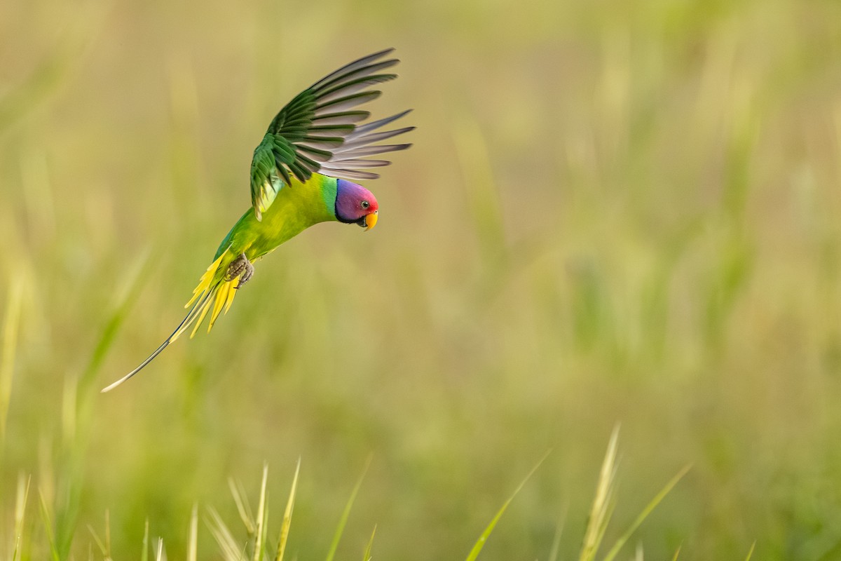 Plum-headed Parakeet - ML641837438