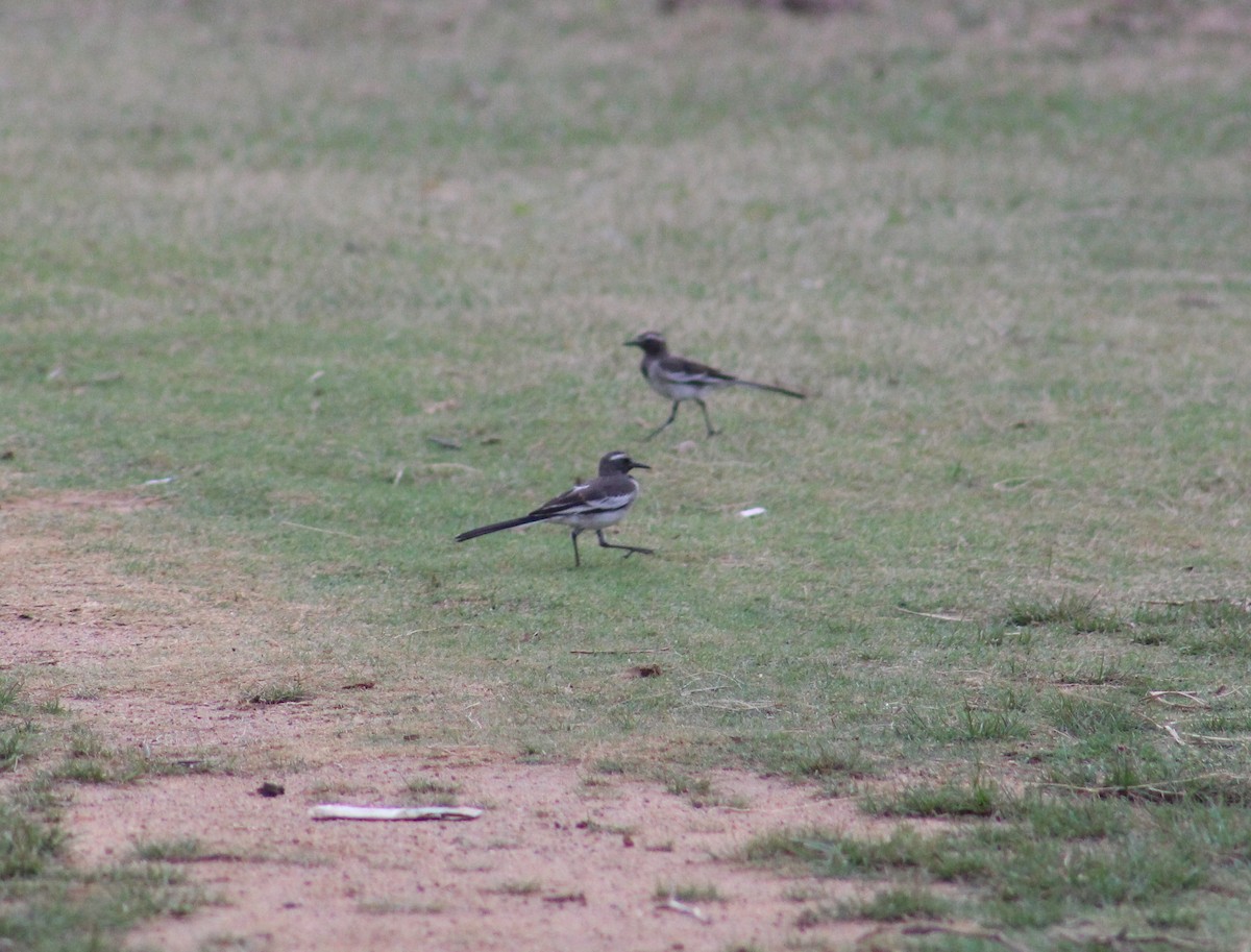 White-browed Wagtail - ML641837441
