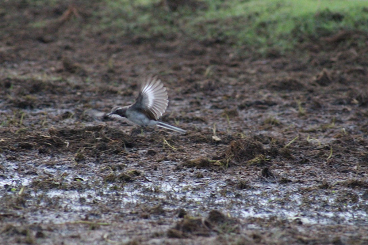 White-browed Wagtail - ML641837444