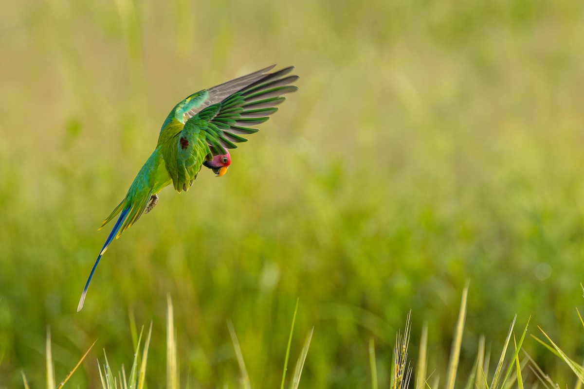 Plum-headed Parakeet - ML641837447