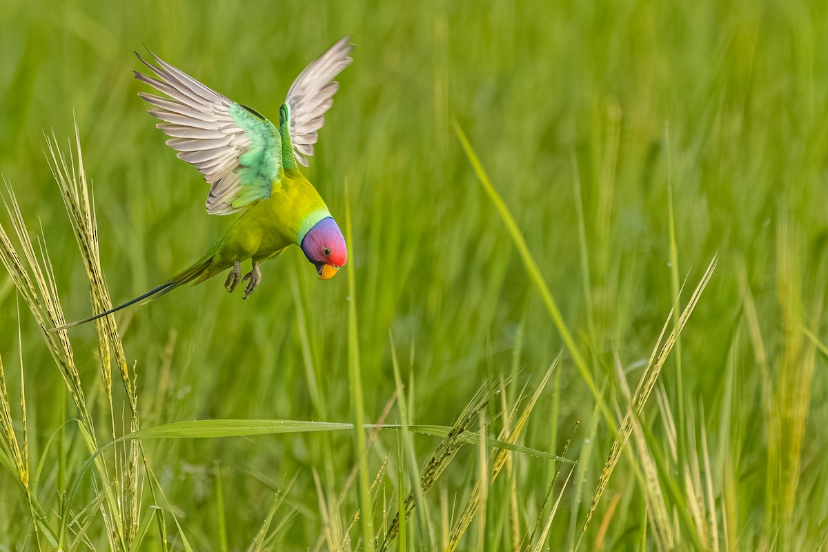 Plum-headed Parakeet - ML641837451
