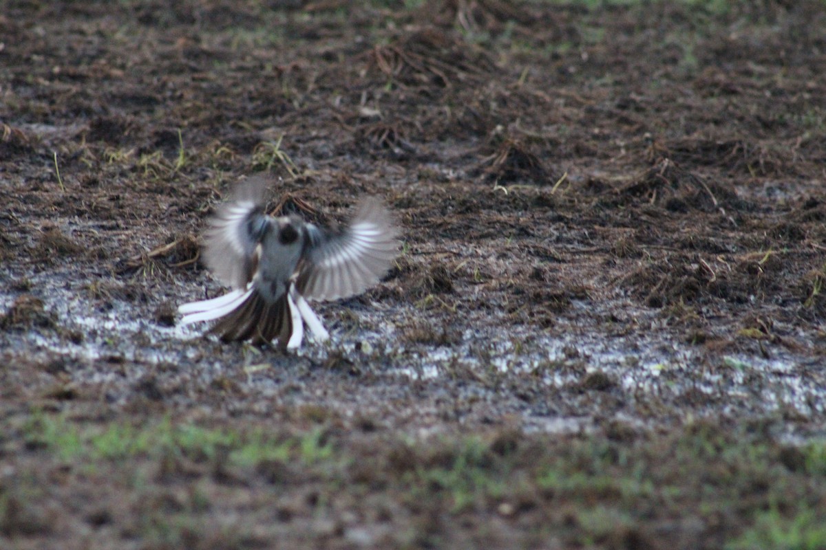 White-browed Wagtail - ML641837453