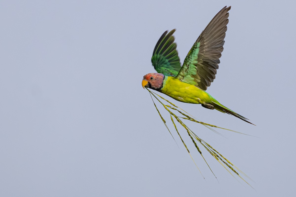 Plum-headed Parakeet - ML641837460