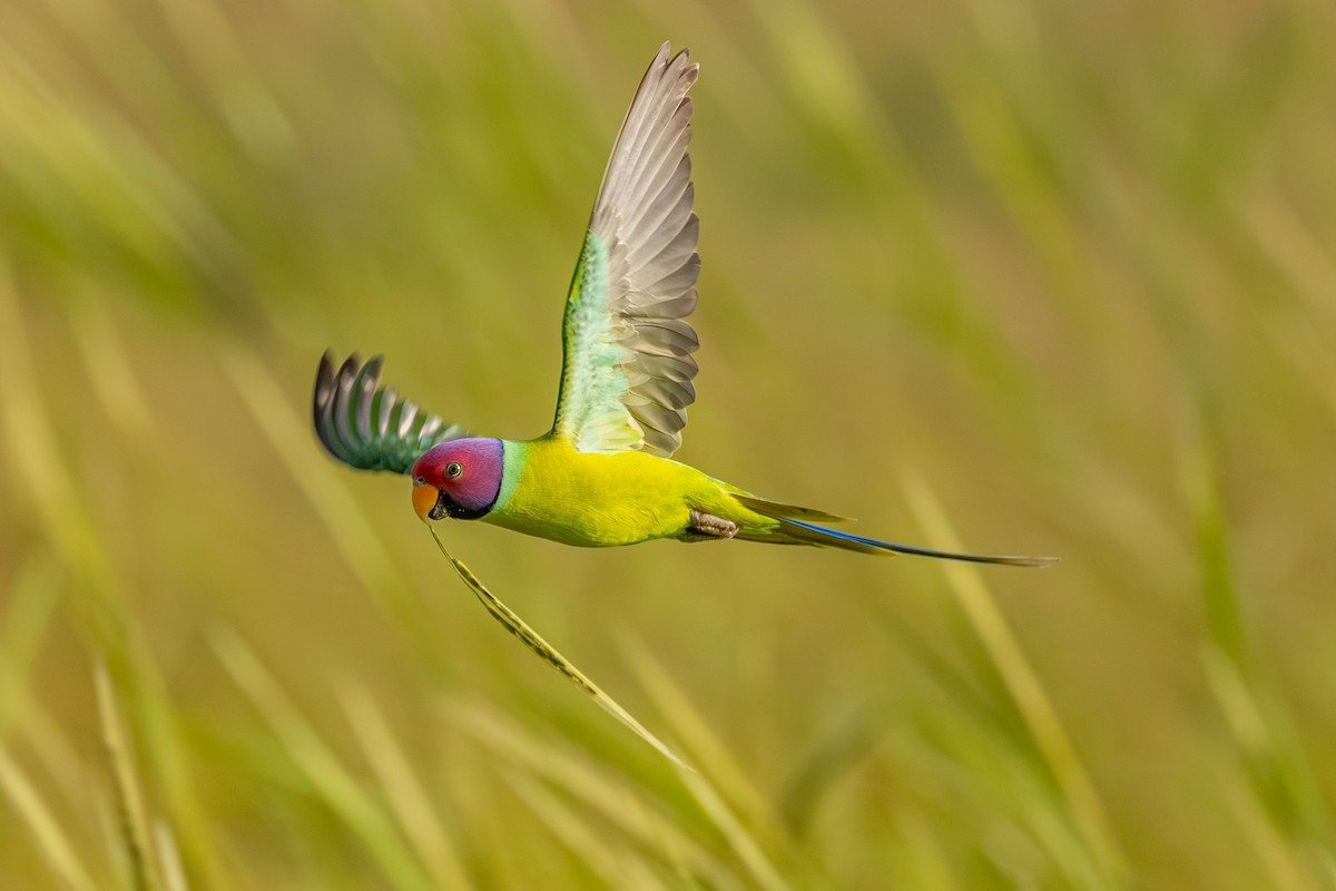 Plum-headed Parakeet - ML641837461