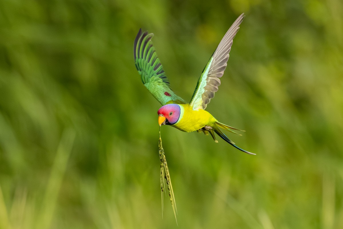 Plum-headed Parakeet - ML641837462