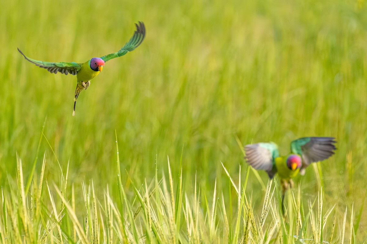 Plum-headed Parakeet - ML641837463