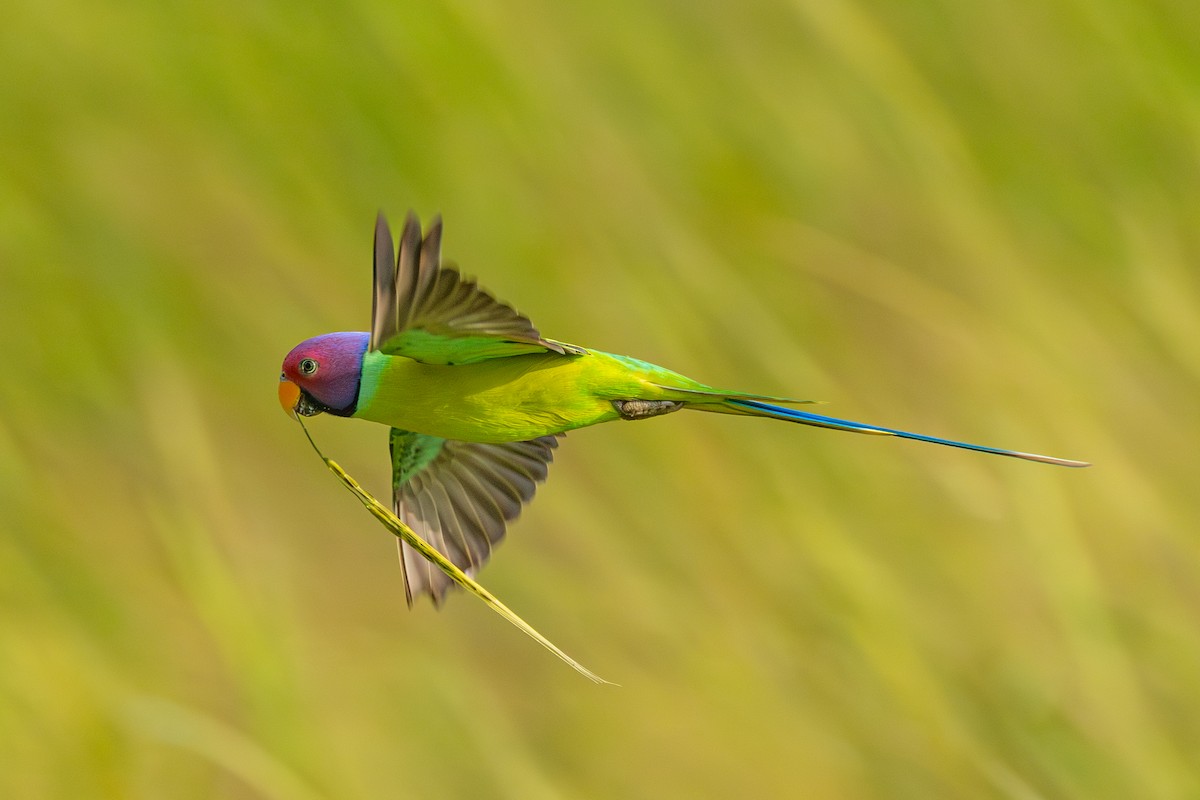 Plum-headed Parakeet - ML641837480