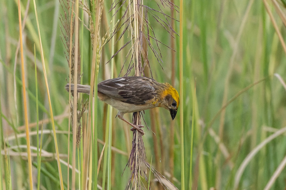 Baya Weaver - ML641837481