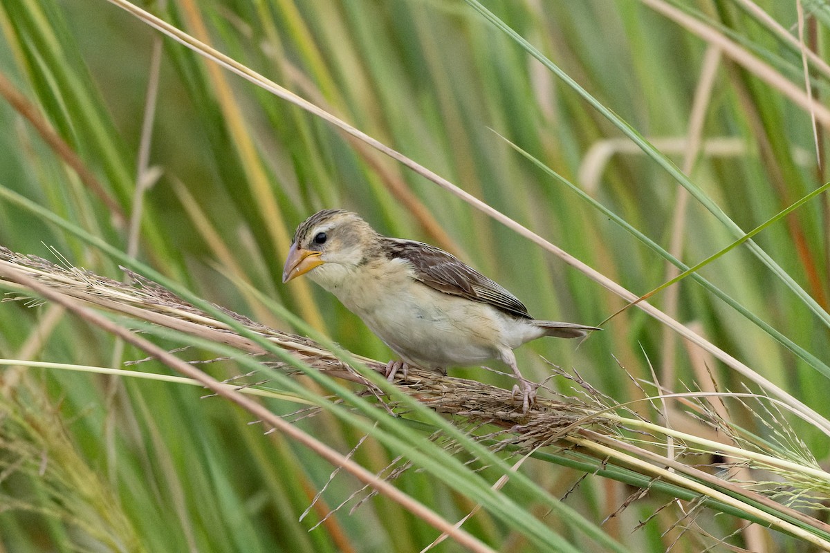 Baya Weaver - ML641837482