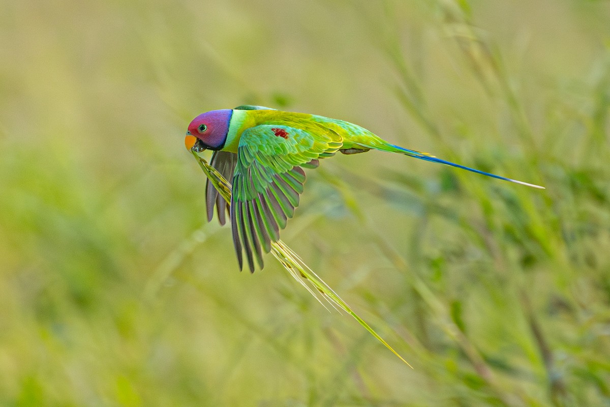 Plum-headed Parakeet - ML641837484