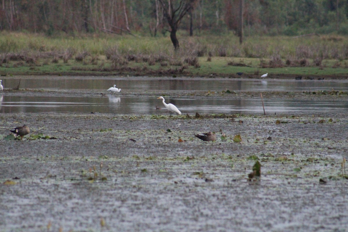 Koartza/Koartzatxoa sp. - ML641837487