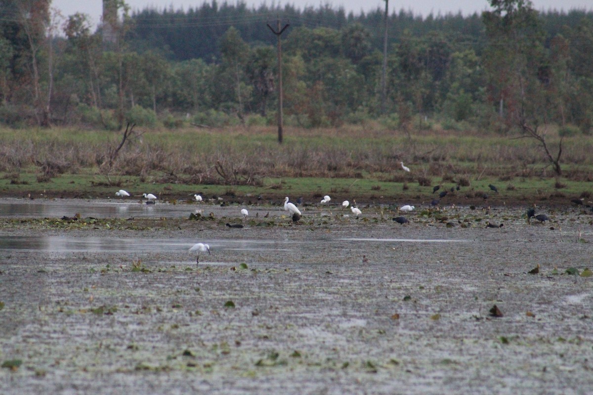 Koartza/Koartzatxoa sp. - ML641837489