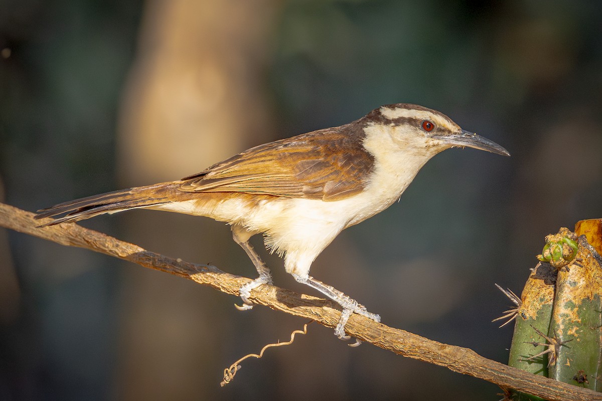 Bicolored Wren - ML641837490