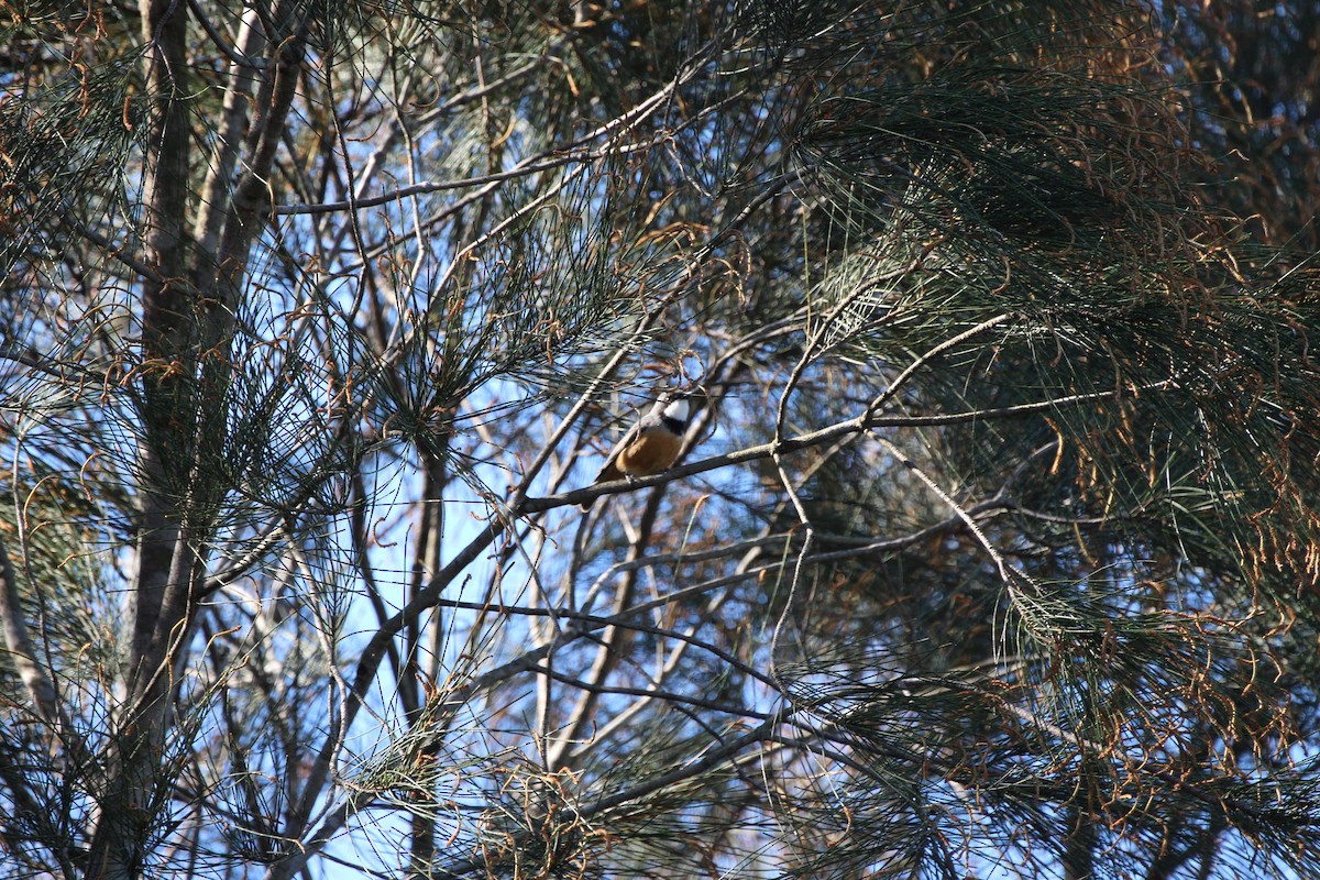Rufous Whistler - ML641837502