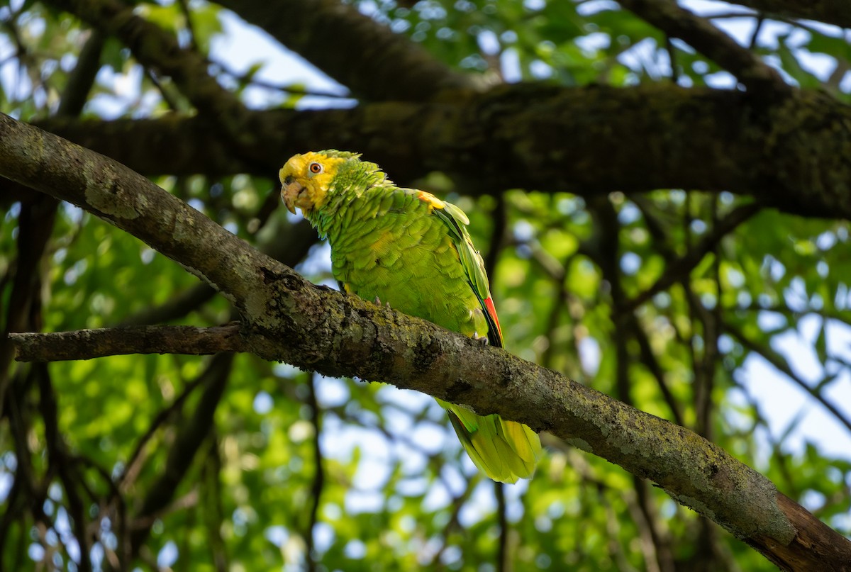 Yellow-headed Amazon - ML641837505