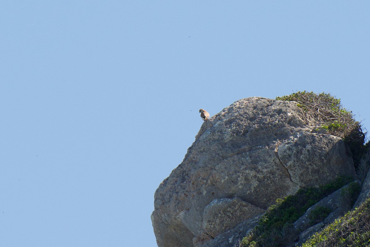 Nankeen Kestrel - ML641837506