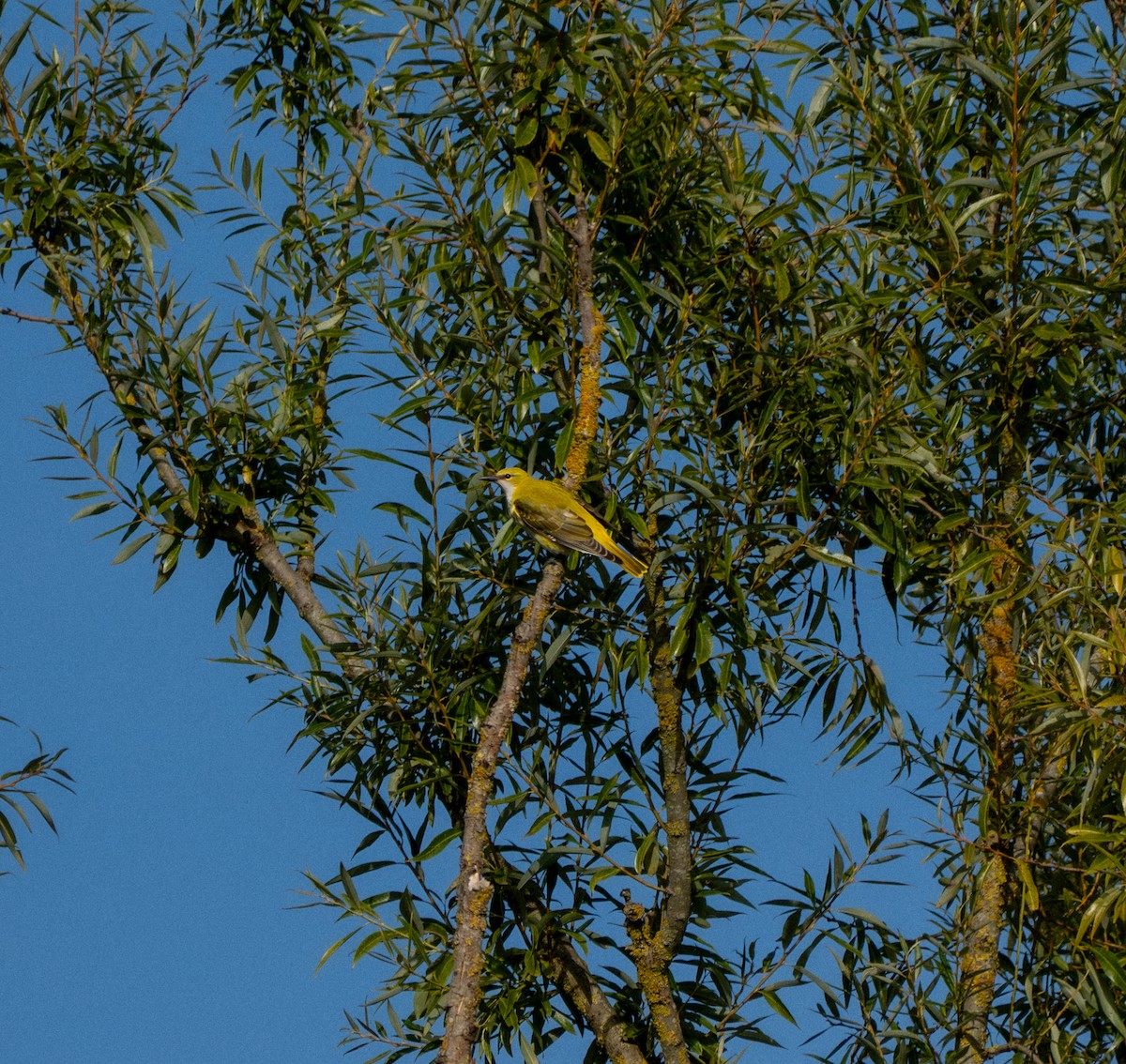 Eurasian Golden Oriole - ML641837507