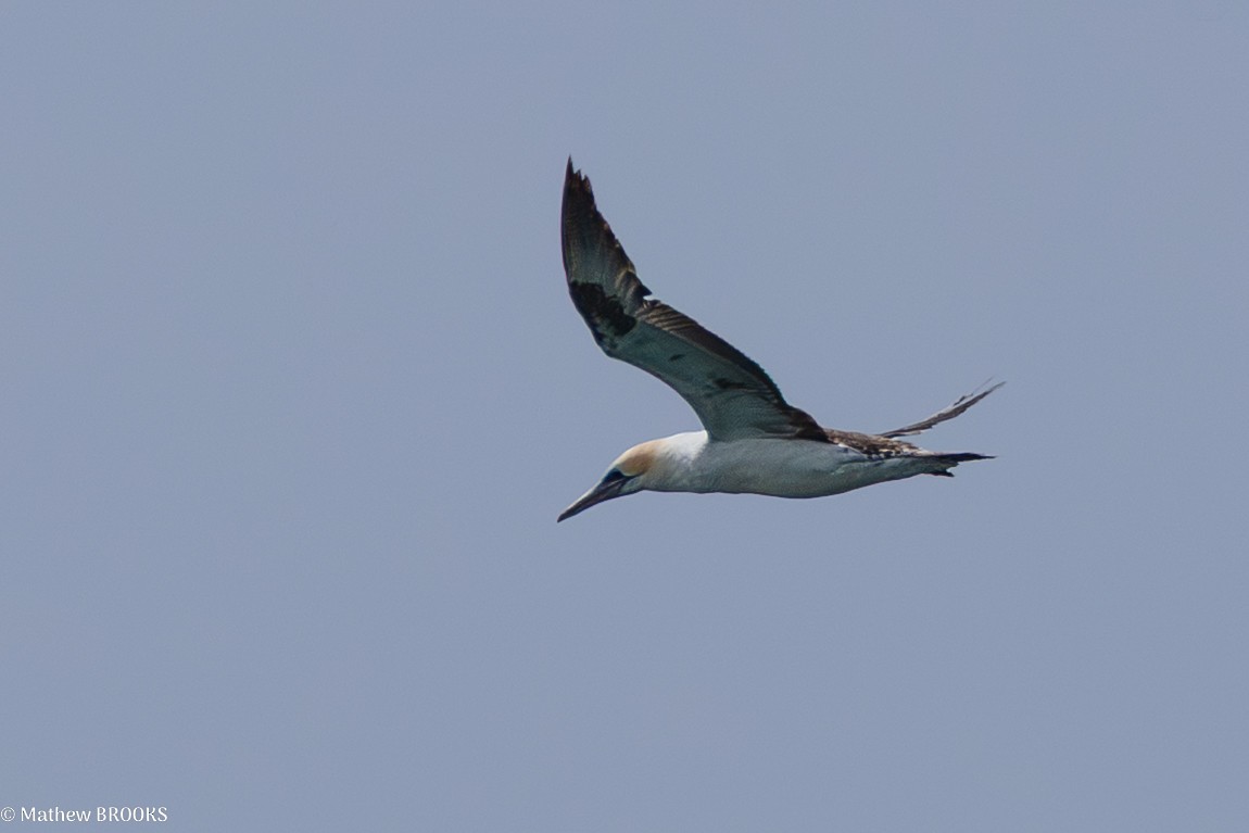 Australasian Gannet - ML641837529