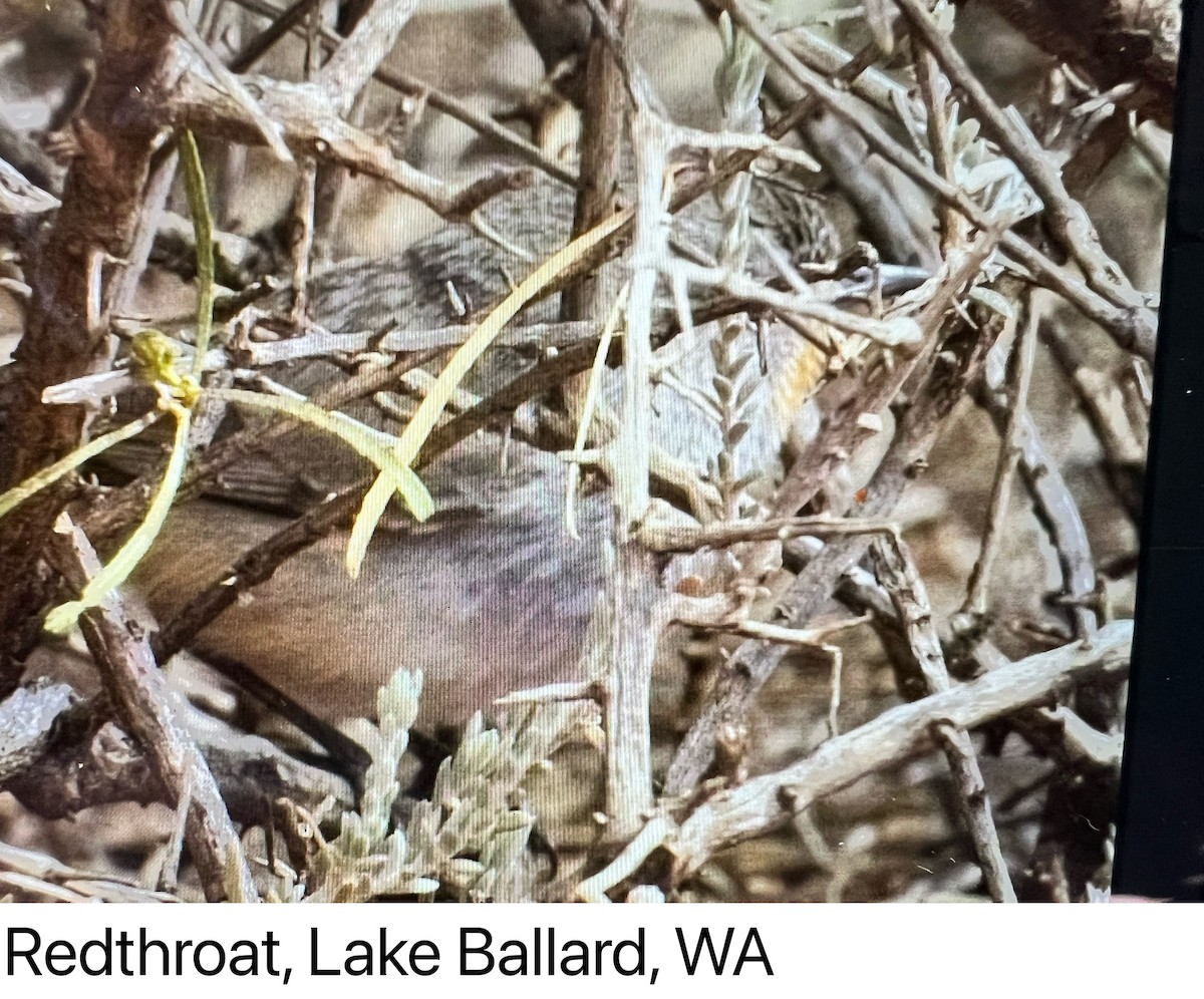 Redthroat - ML641837583