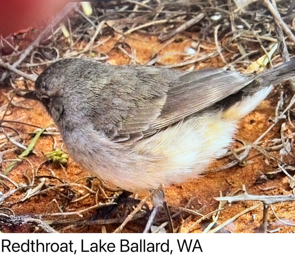Redthroat - ML641837585